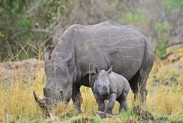 ziwa rhino tracking