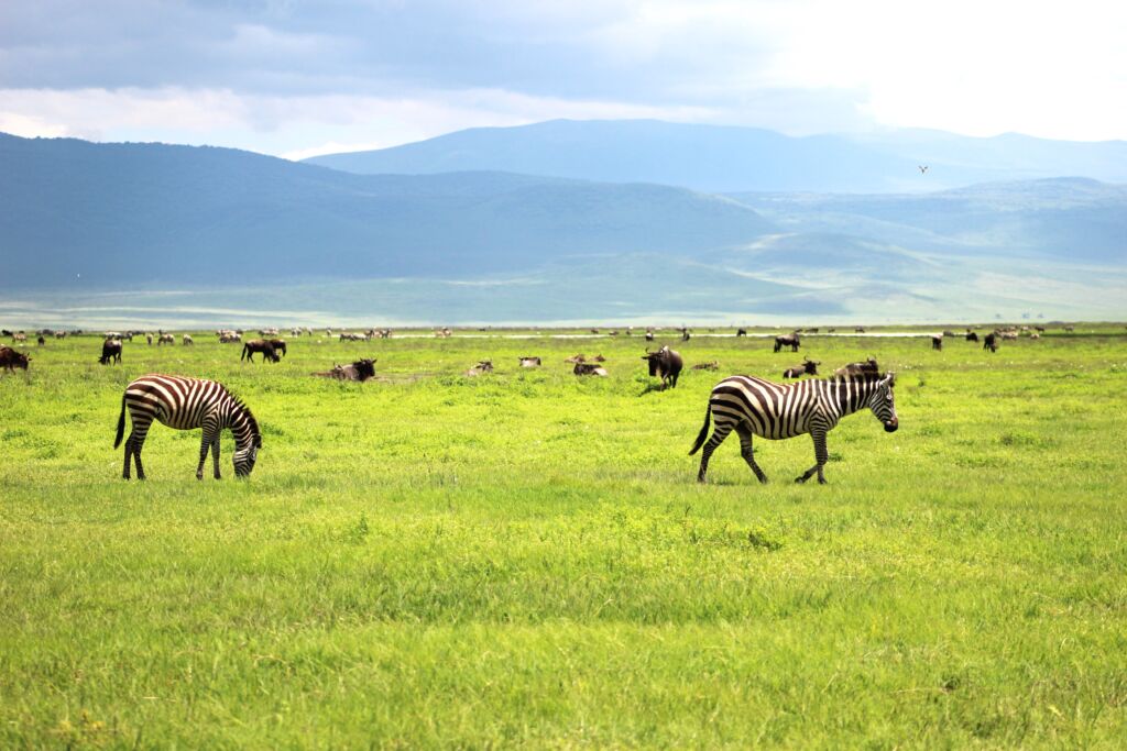ngorongoro crater safari