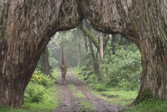 1 Day Arusha National Park