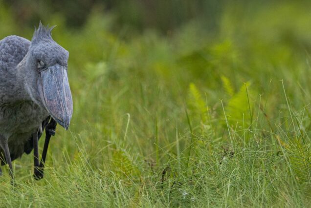 1 Day Mabamba Shoebill Excursion