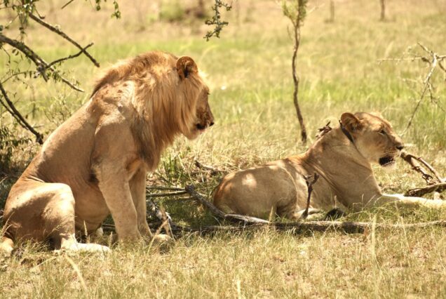 2 Days Akagera National Park