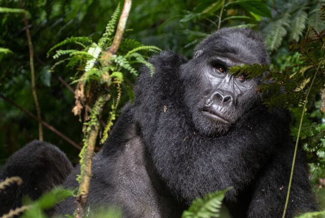 2 Days Bwindi Gorilla Tracking