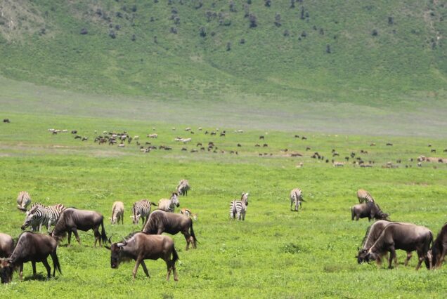 2 Days Ngorongoro Crater Safari