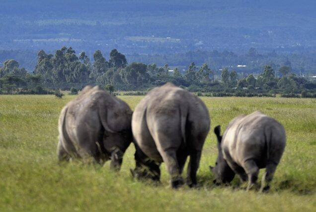 2 Days Ol Pejeta Conservancy Safari