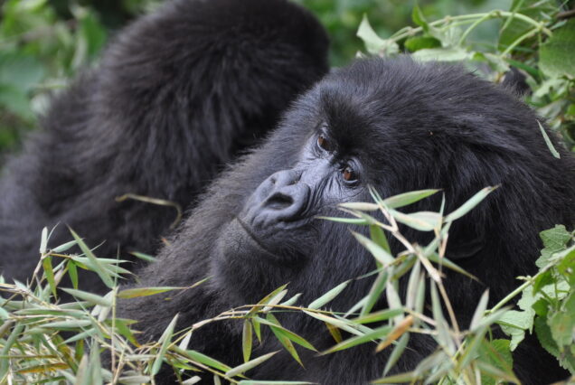 2 Days Volcanoes National Park Gorilla Tracking