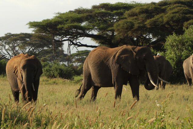 3 Days Amboseli National Park