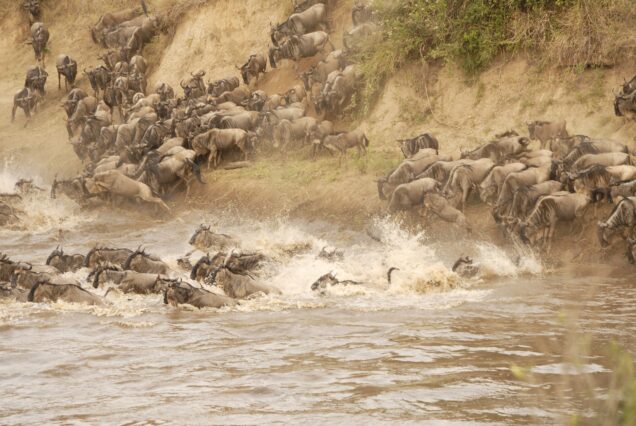 The Great Migration & Great Apes Safari