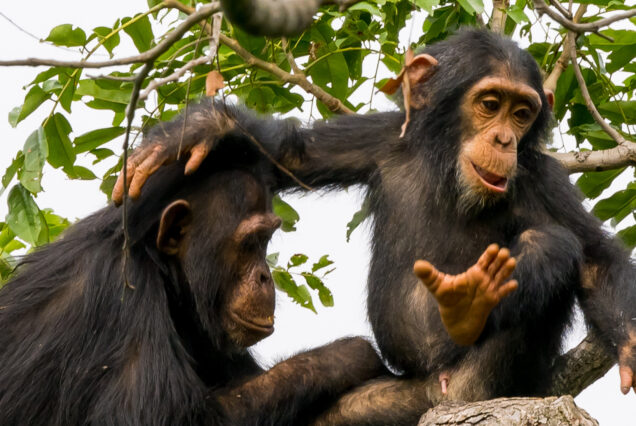 Southern Tanzania Safari & Mahale Chimpanzees Adventure
