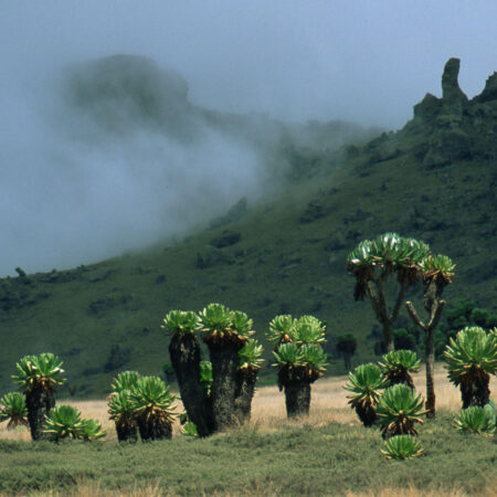 ELGON10