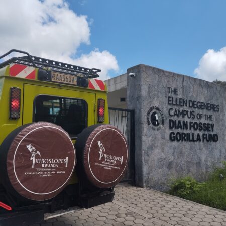 Ellen de Generes Gorilla Campus