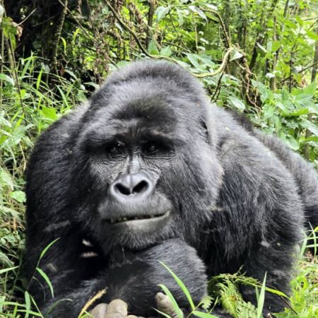 Gorilla 1