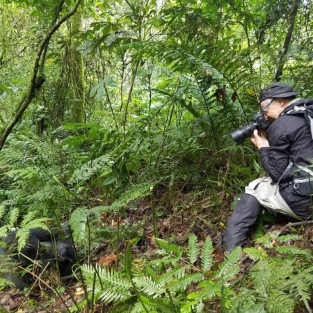 Gorilla tracking