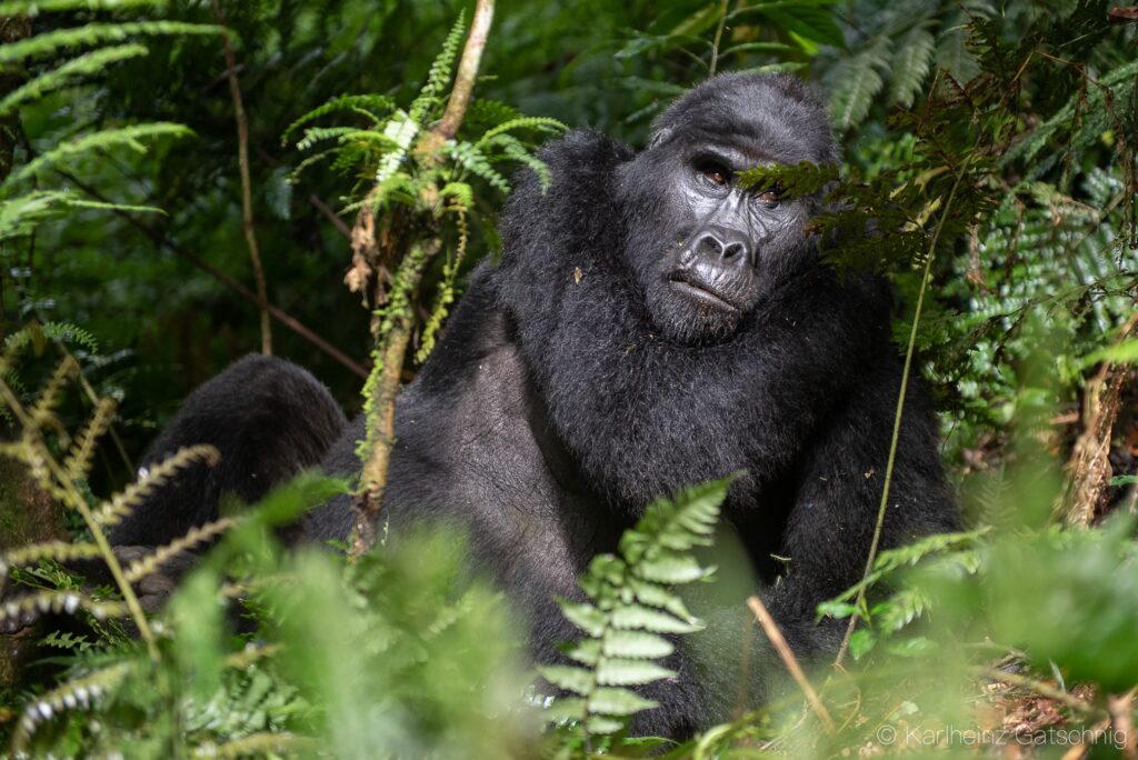 Rwanda’s Gorillas and Chimpanzees