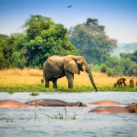 River Nile Elephants
