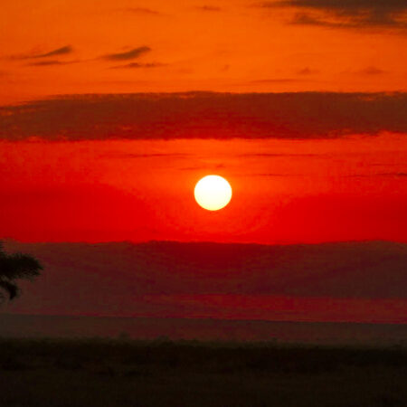 Safari sunset
