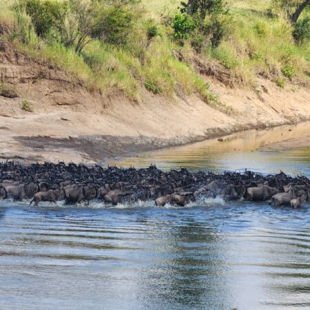 Wildebeest migration