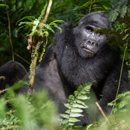 bwindi gorilla