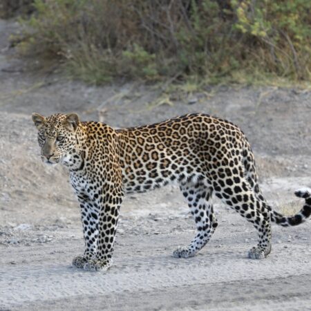 leopard